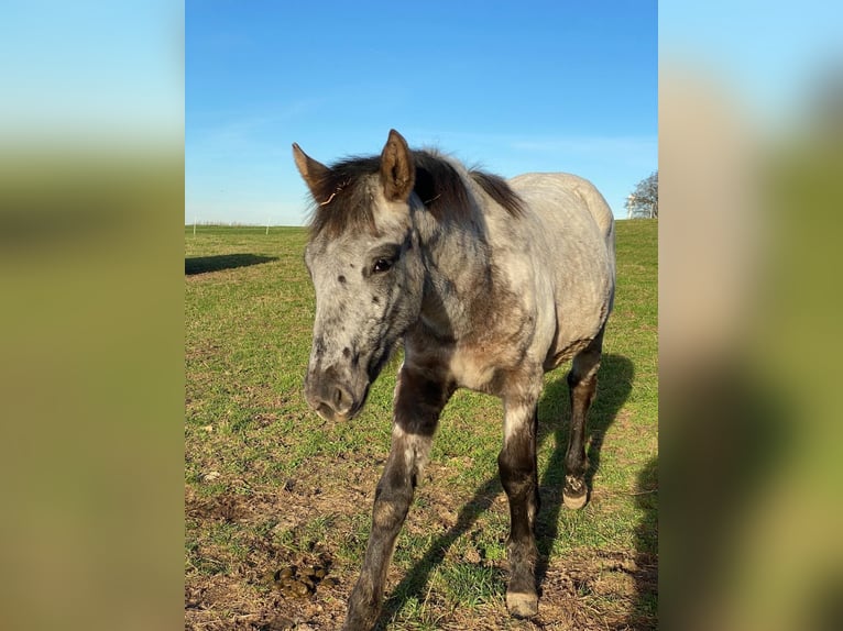Knabstrup Mare 13 years 14,3 hh Leopard-Piebald in Mohrkirch