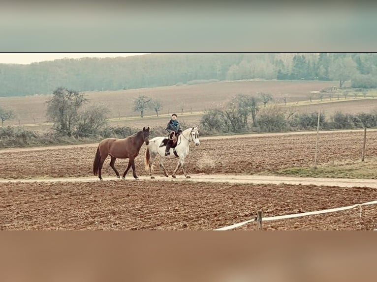 Knabstrup Mix Mare 13 years 15,1 hh Gray in Battenberg