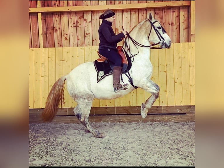 Knabstrup Mix Mare 13 years 15,1 hh Gray in Battenberg