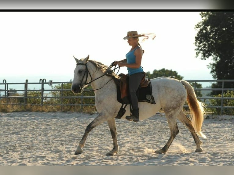 Knabstrup Mix Mare 13 years 15,1 hh Gray in Battenberg