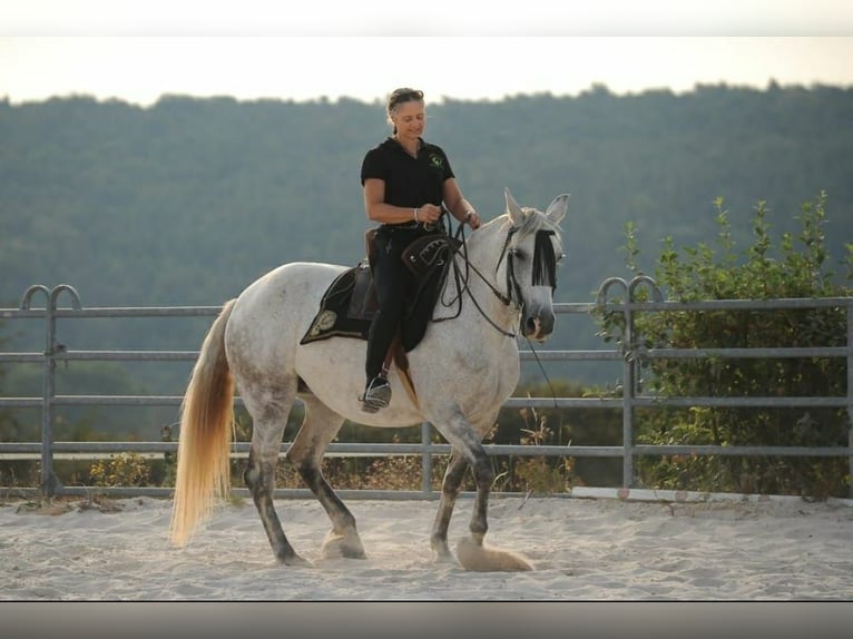 Knabstrup Mix Mare 13 years 15,1 hh Gray in Battenberg