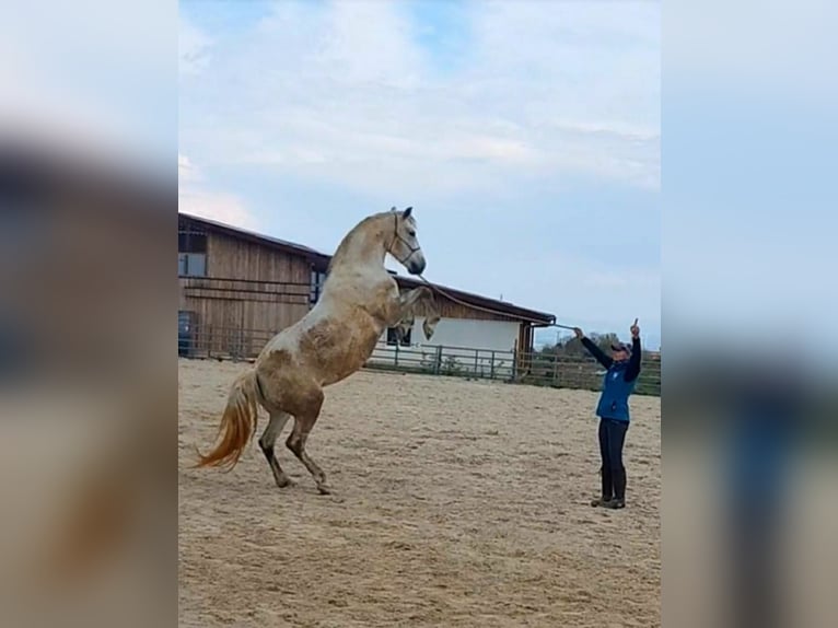 Knabstrup Mix Mare 13 years 15,1 hh Gray in Battenberg