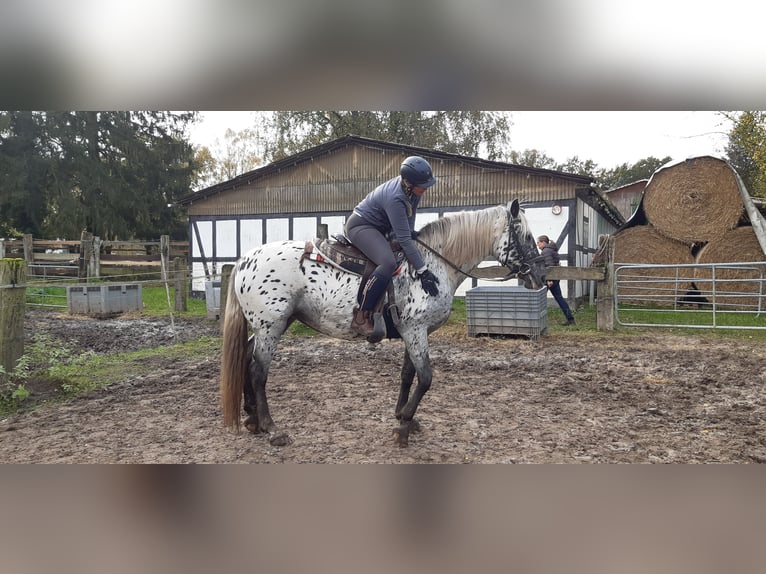 Knabstrup Mare 14 years 15,2 hh Leopard-Piebald in Hollenstedt