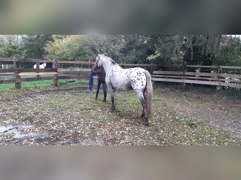 Knabstrup Mare 14 years 15,2 hh Leopard-Piebald in Hollenstedt