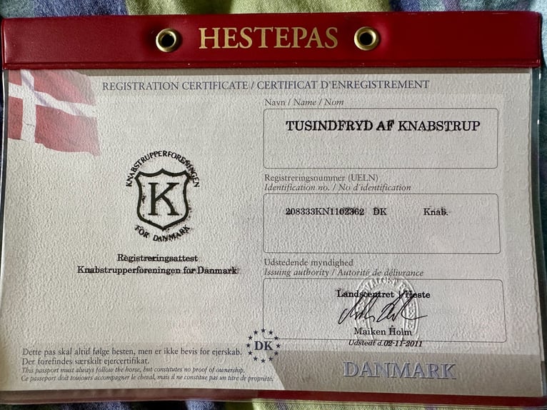 Knabstrup Mare 14 years 15,2 hh Leopard-Piebald in Fredensborg