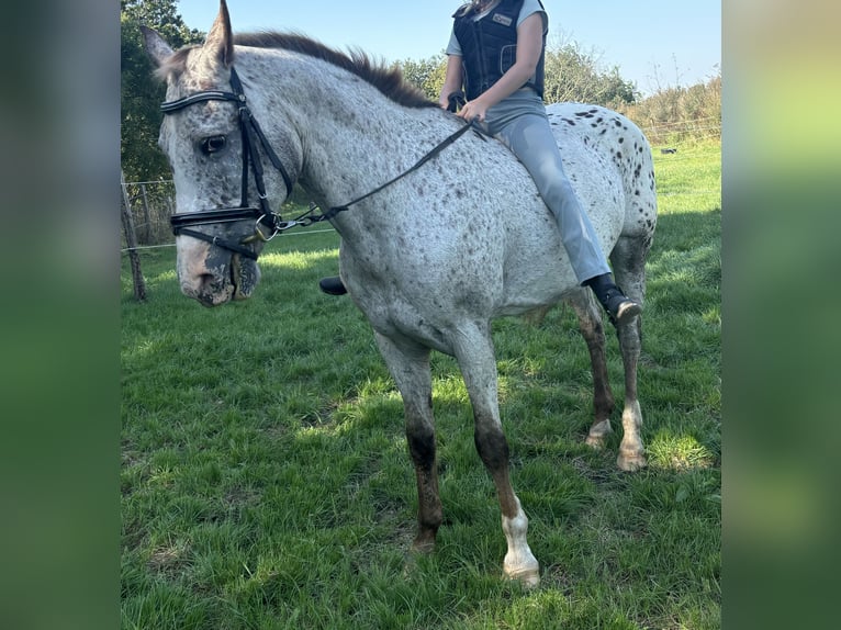 Knabstrup Mare 15 years 14,1 hh Leopard-Piebald in Wanderup