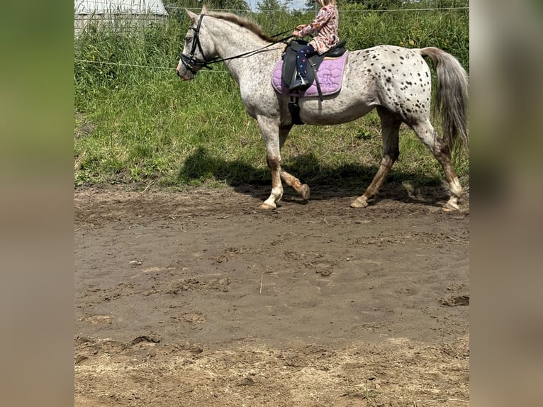 Knabstrup Mare 15 years 14,1 hh Leopard-Piebald in Wanderup