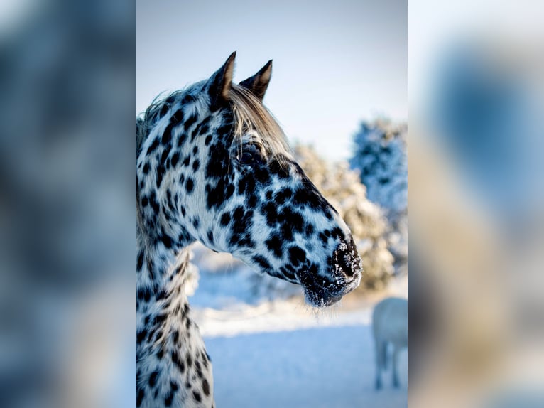 Knabstrup Mare 15 years 15.2 hh Leopard-Piebald in Fredensborg