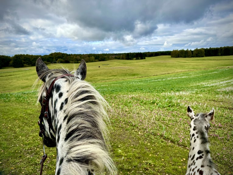 Knabstrup Mare 15 years 15.2 hh Leopard-Piebald in Fredensborg