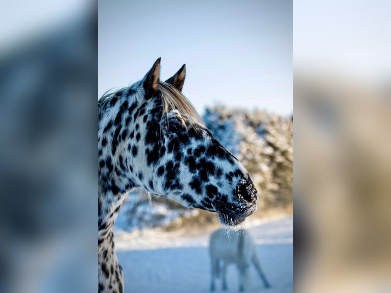 Knabstrup Mare 15 years 15.2 hh Leopard-Piebald in Fredensborg
