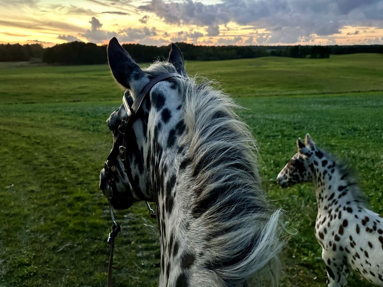 Knabstrup Mare 15 years 15.2 hh Leopard-Piebald in Fredensborg