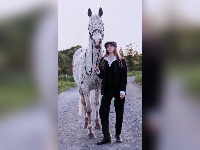 Knabstrup Mare 15 years 16 hh Leopard-Piebald in Berlin