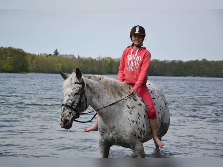 Knabstrup Mare 15 years 16 hh Leopard-Piebald in Berlin