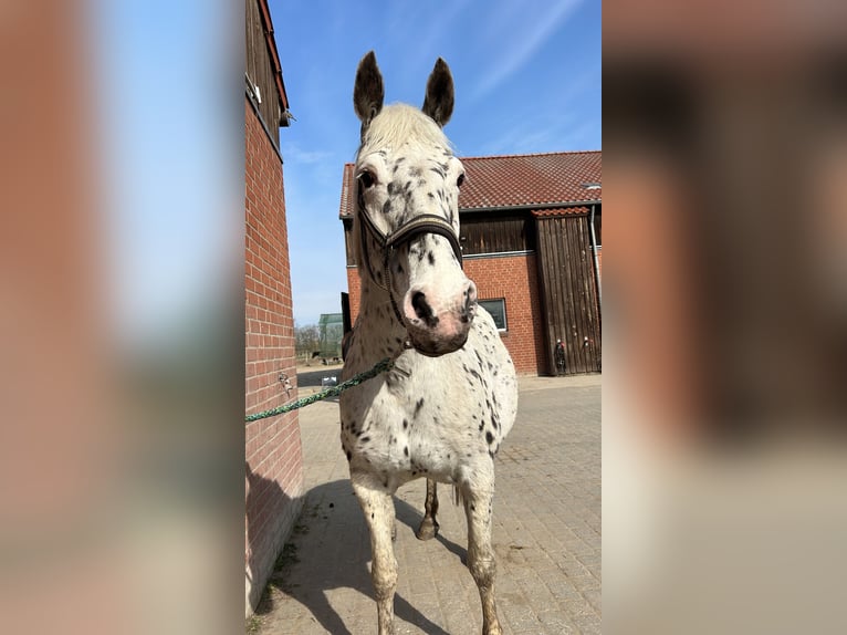 Knabstrup Mare 15 years 16 hh Leopard-Piebald in Berlin