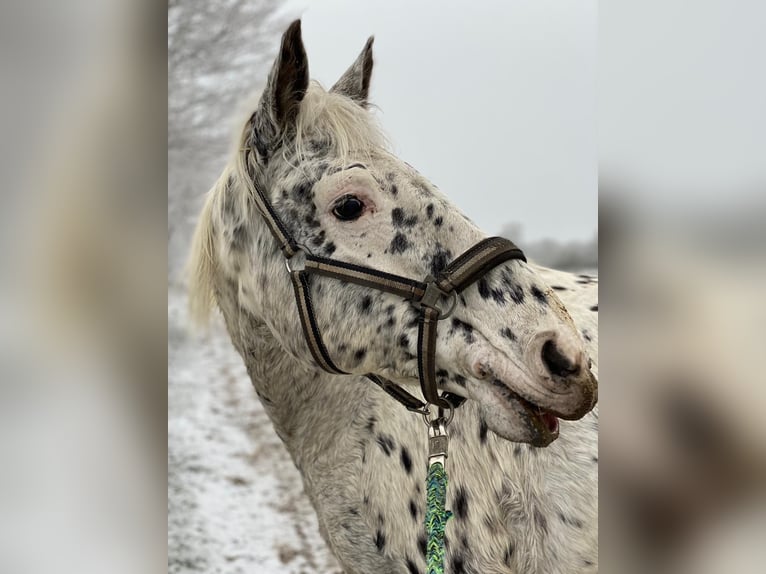 Knabstrup Mare 16 years 16 hh Leopard-Piebald in Berlin