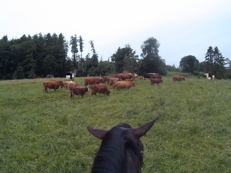 Knabstrup Mix Mare 16 years 16 hh Smoky-Black in Mannheim