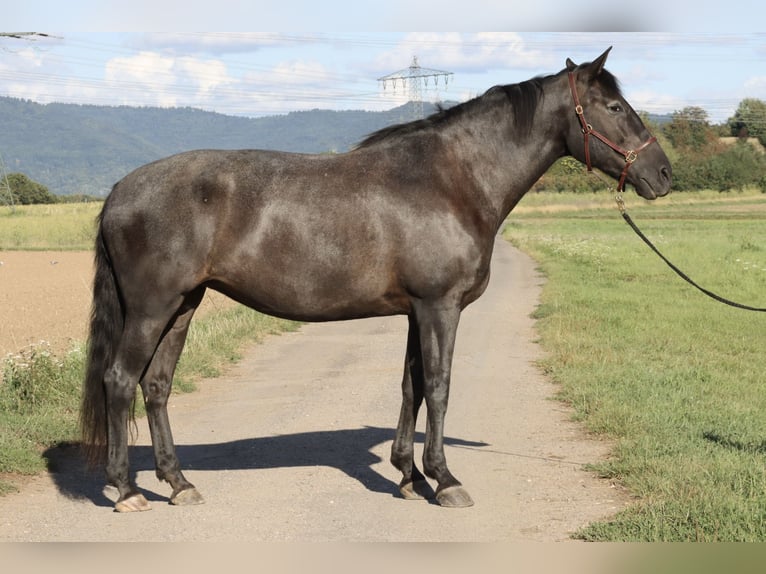 Knabstrup Mix Mare 16 years 16 hh Smoky-Black in Mannheim