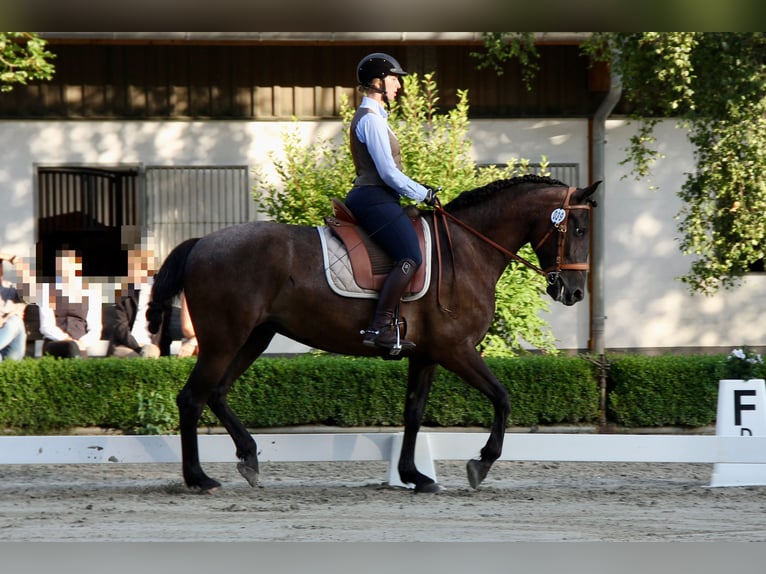 Knabstrup Mix Mare 16 years 16 hh Smoky-Black in Mannheim