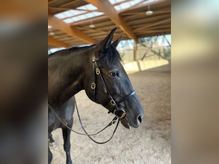 Knabstrup Mix Mare 16 years 16 hh Smoky-Black in Mannheim
