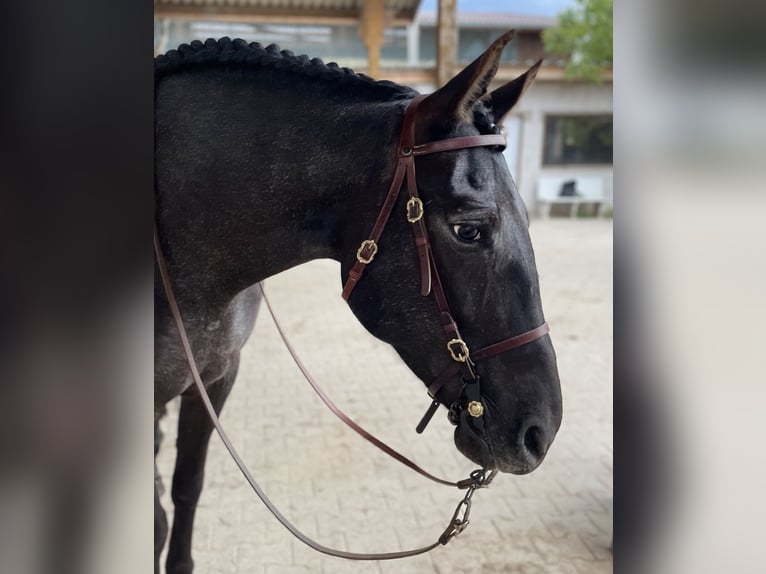 Knabstrup Mix Mare 16 years 16 hh Smoky-Black in Mannheim
