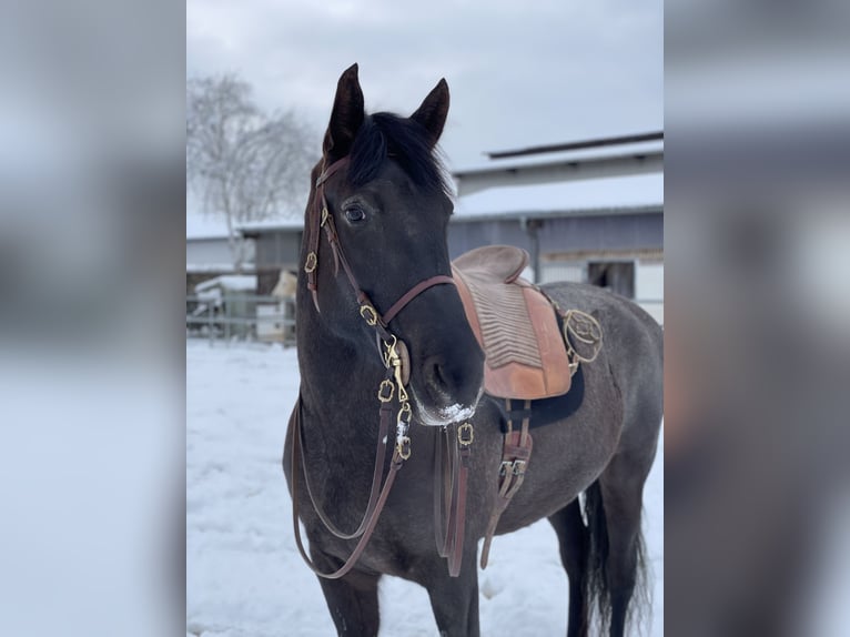 Knabstrup Mix Mare 16 years 16 hh Smoky-Black in Mannheim