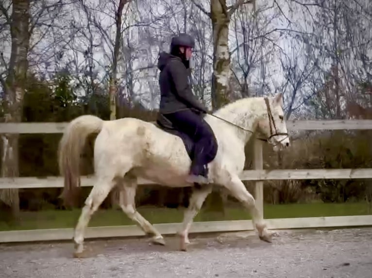 Knabstrup Mare 18 years 14.1 hh Leopard-Piebald in Fredensborg