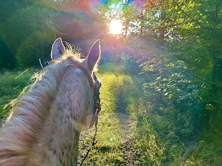 Knabstrup Mare 18 years 14.1 hh Leopard-Piebald in Fredensborg