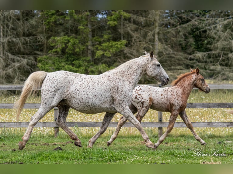 Knabstrup Mare 18 years 14.1 hh Leopard-Piebald in Fredensborg