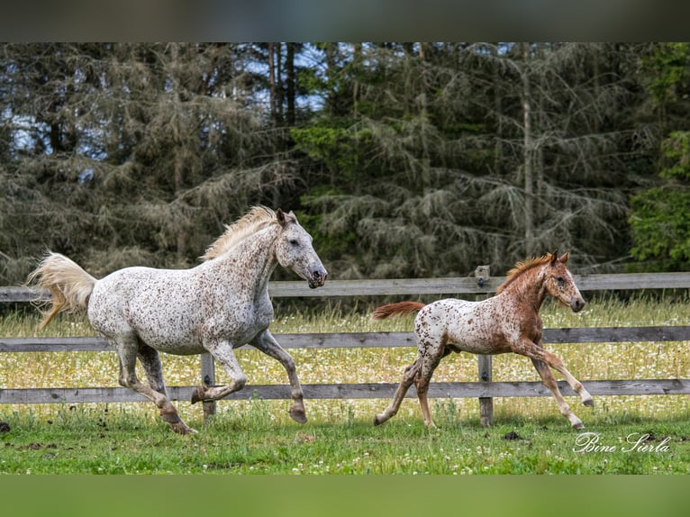Knabstrup Mare 18 years 14,1 hh Leopard-Piebald in Fredensborg