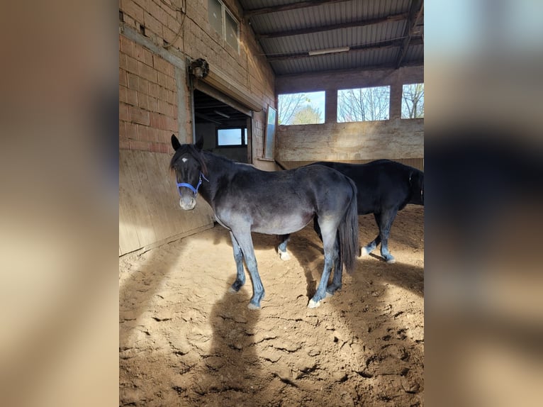 Knabstrup Mix Mare 1 year 14,1 hh Black in Delligsen