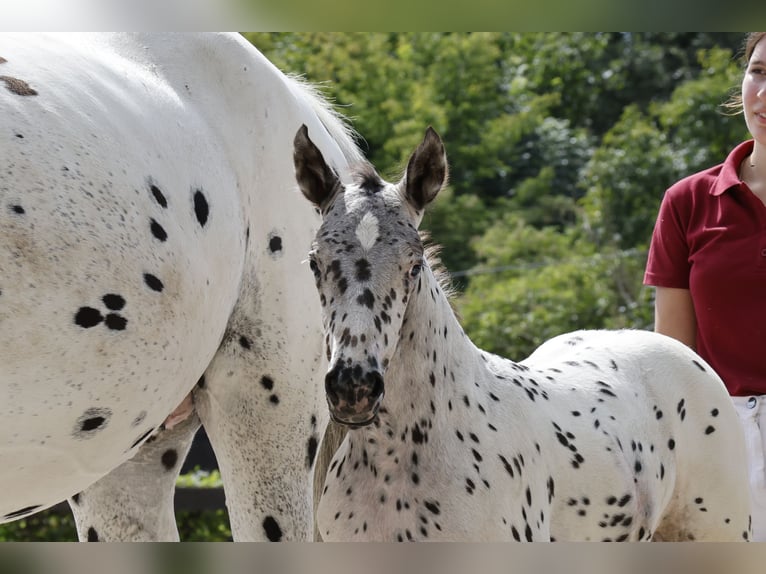 Knabstrup Mare 1 year 15,2 hh Leopard-Piebald in Stahnsdorf