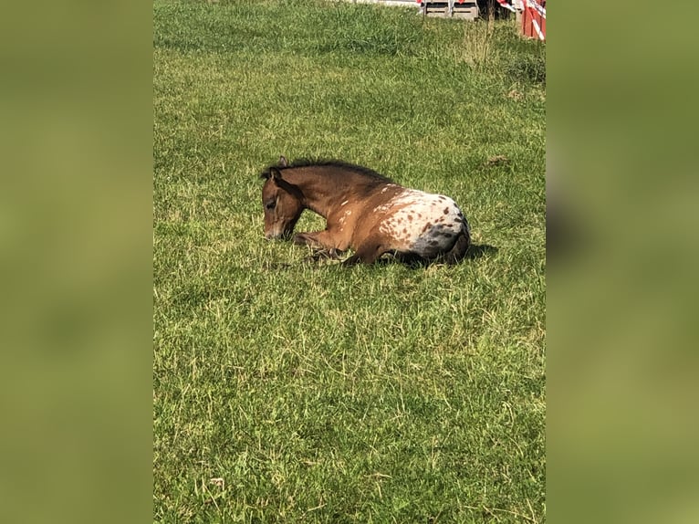 Knabstrup Mix Mare 1 year 15,2 hh Leopard-Piebald in Bornhöved