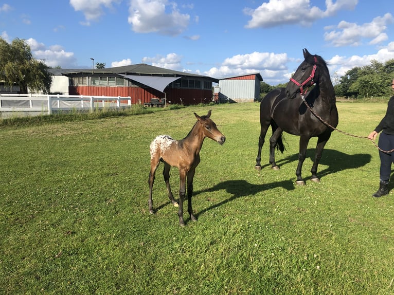 Knabstrup Mix Mare 1 year 15,2 hh Leopard-Piebald in Bornhöved