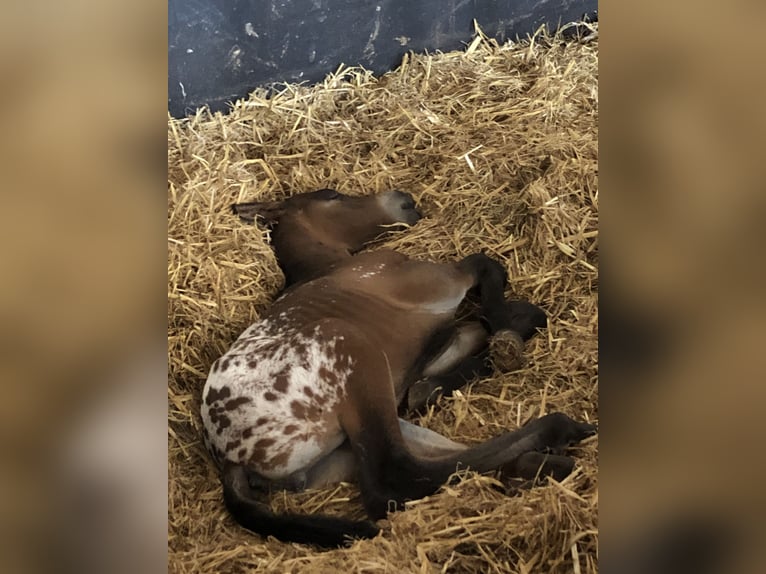 Knabstrup Mix Mare 1 year 15,2 hh Leopard-Piebald in Bornhöved