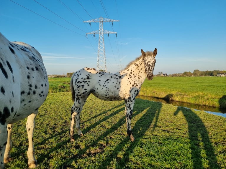 Knabstrup Mare 1 year 15,2 hh Leopard-Piebald in Oterleek