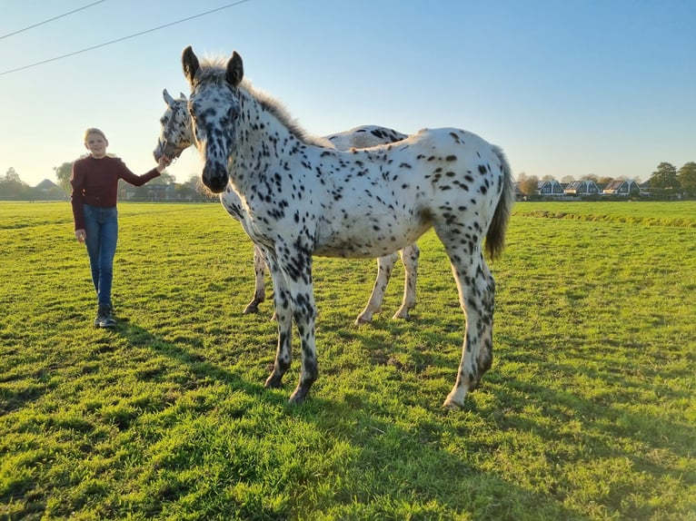 Knabstrup Mare 1 year 15,2 hh Leopard-Piebald in Oterleek