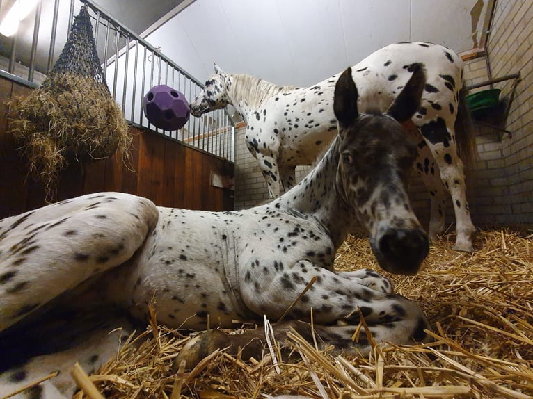 Knabstrup Mare 1 year 15,2 hh Leopard-Piebald in Oterleek