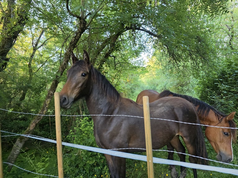Knabstrup Mare 1 year 16 hh Bay-Dark in Cabariot