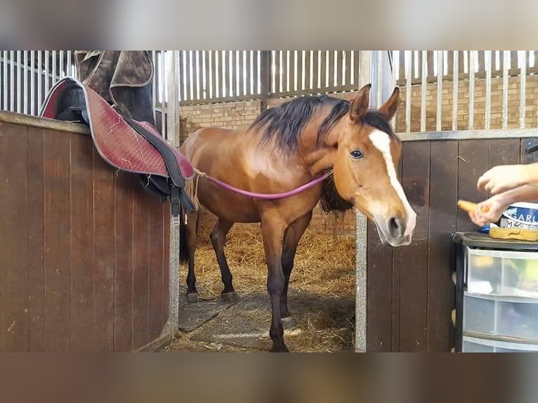 Knabstrup Mare 1 year 16 hh Bay-Dark in Cabariot