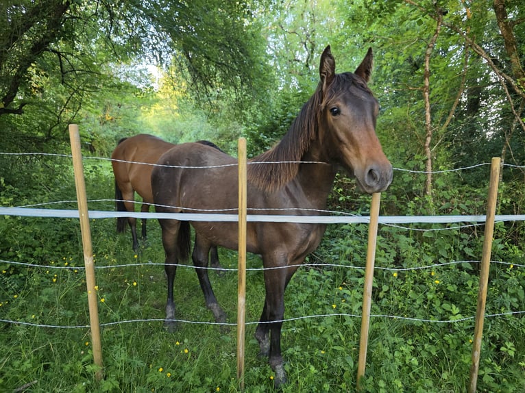 Knabstrup Mare 1 year 16 hh Bay-Dark in Cabariot