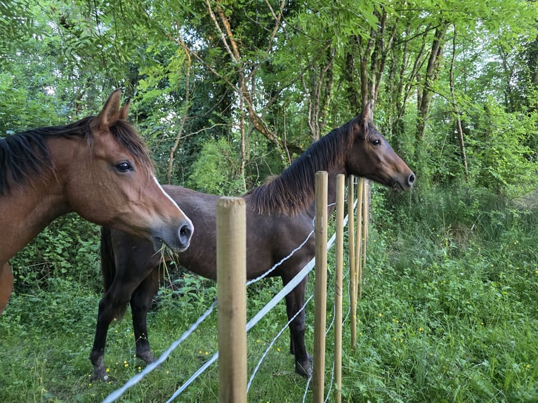 Knabstrup Mare 1 year 16 hh Bay-Dark in Cabariot