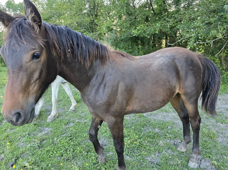 Knabstrup Mare 1 year 16 hh Bay-Dark in Cabariot