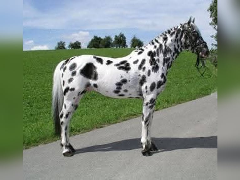 Knabstrup Mare 1 year 16 hh Bay-Dark in Cabariot