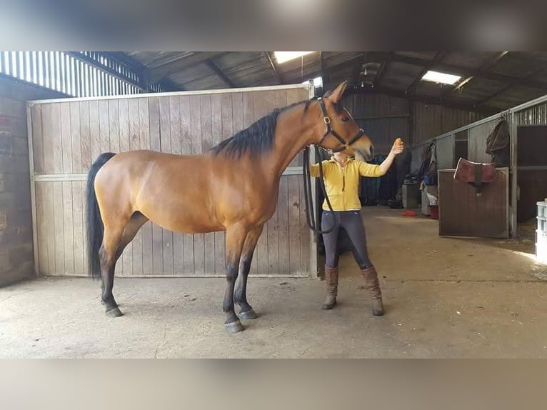 Knabstrup Mare 1 year 16 hh Bay-Dark in Cabariot