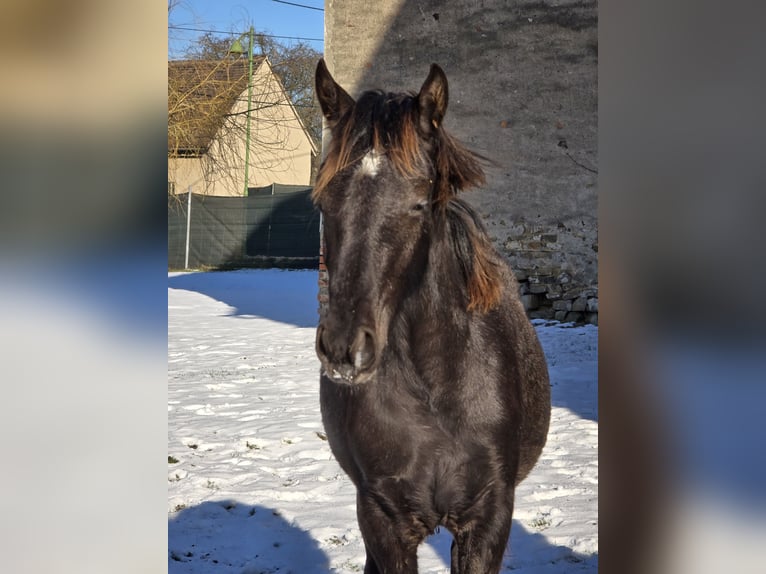 Knabstrup Mix Mare 1 year 16 hh Black in Thümmlitzwalde