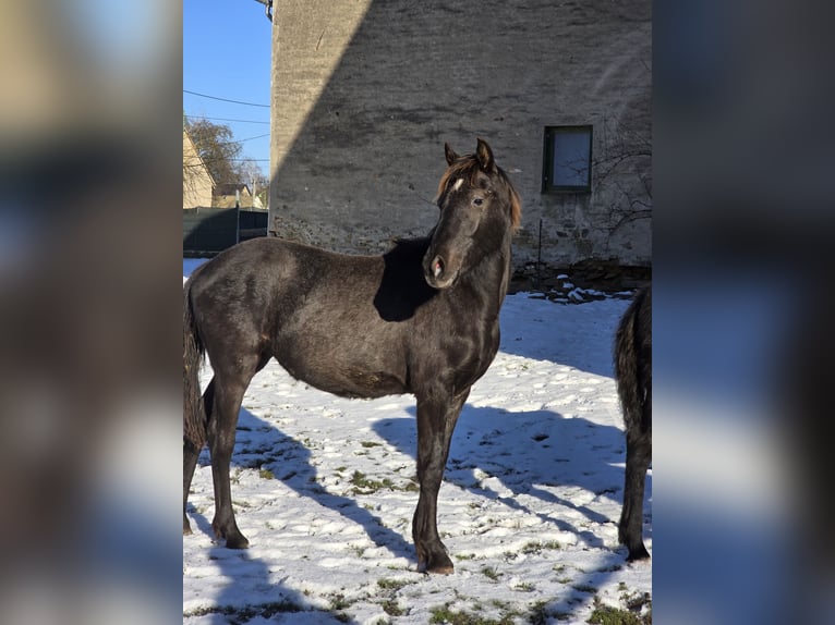 Knabstrup Mix Mare 1 year 16 hh Black in Thümmlitzwalde