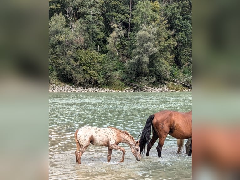 Knabstrup Mix Mare 1 year 16 hh Leopard-Piebald in Polling