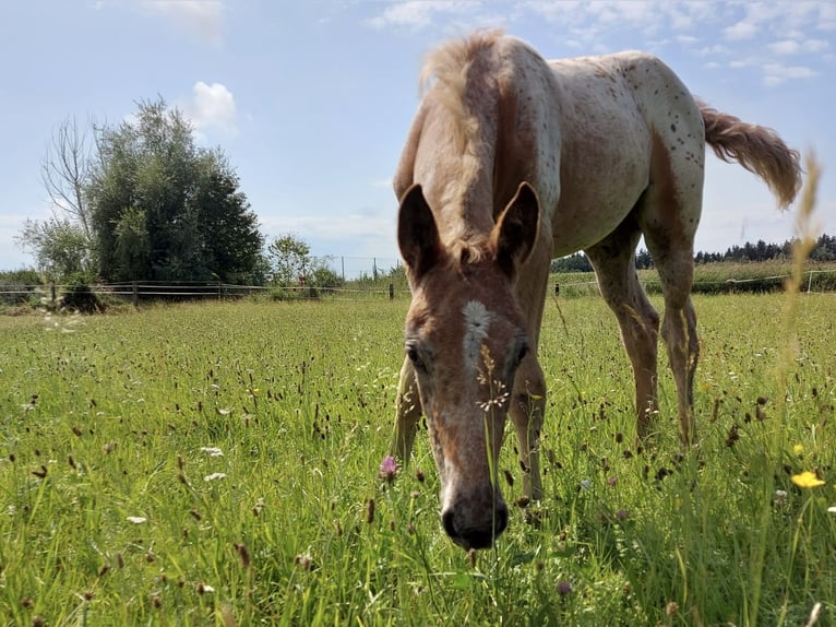 Knabstrup Mix Mare 1 year 16 hh Leopard-Piebald in Polling