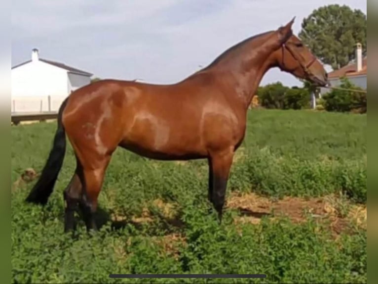 Knabstrup Mix Mare 1 year 16 hh Leopard-Piebald in Polling