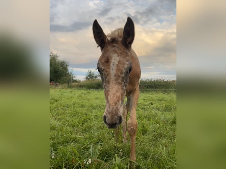 Knabstrup Mix Mare 1 year 16 hh Leopard-Piebald in Polling